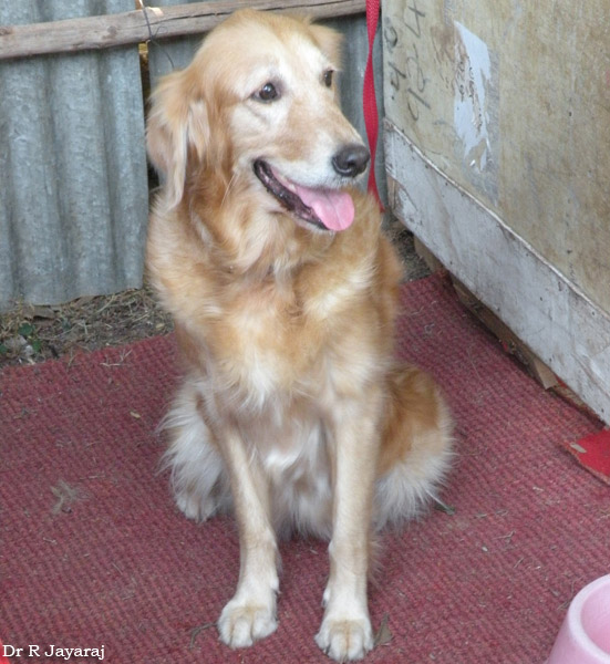 Mannuthy-Thrissur-Dog-Show-2011 (10)